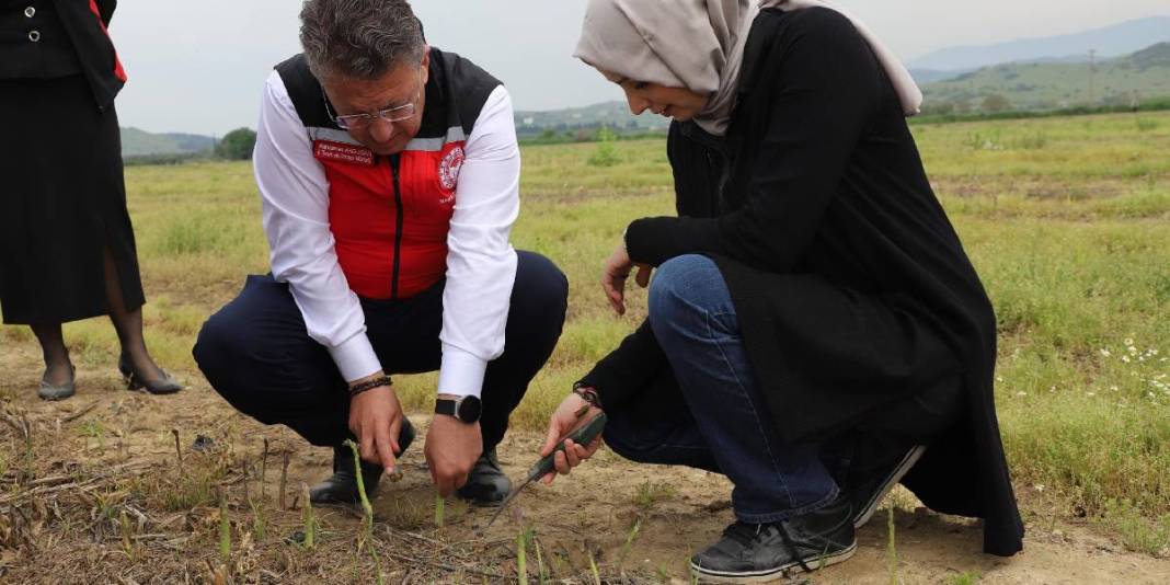 Dönümden 10 ton ürün alınıyor: Yoğun talepli ürün 3 ay boyunca hasat ediliyor 5